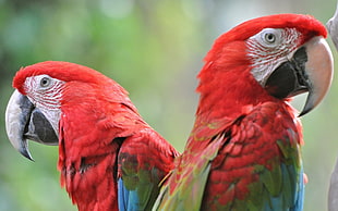 two Scarlet macaw